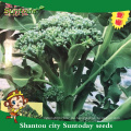 Suntoday Neue garten samen katalog gemüse F1 kaufen organische samen online heriloom brokkoli choysum samen (A42006)